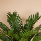 Cycas Revoluta – Plante D'Intérieur