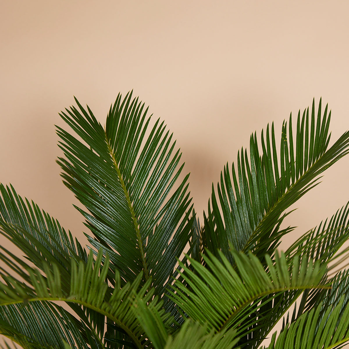 Cycas Revoluta – Plante D'Intérieur