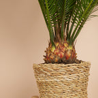 Cycas Revoluta – Plante D'Intérieur