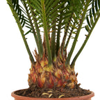 Cycas Revoluta – Plante D'Intérieur