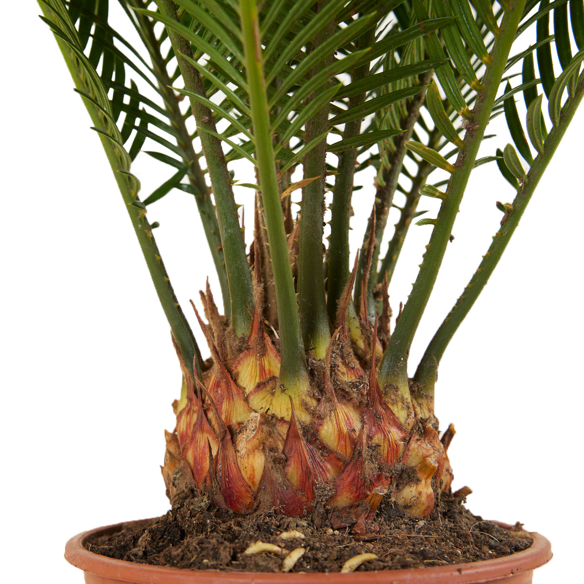 Cycas Revoluta – Plante D'Intérieur