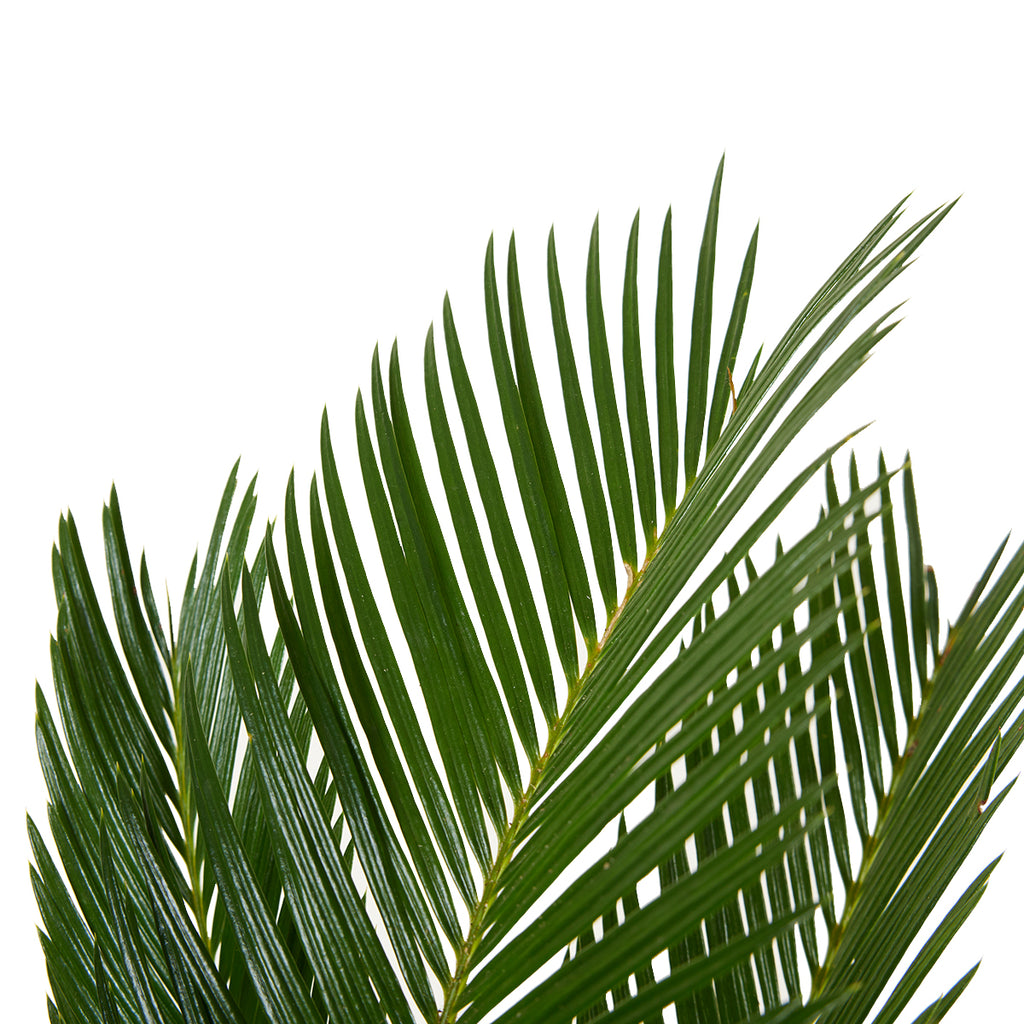 Cycas Revoluta – Plante D'Intérieur