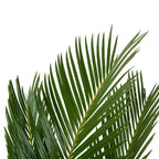 Cycas Revoluta – Plante D'Intérieur