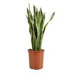 Sansevieria Laurentii Xl – Plante D'Intérieur