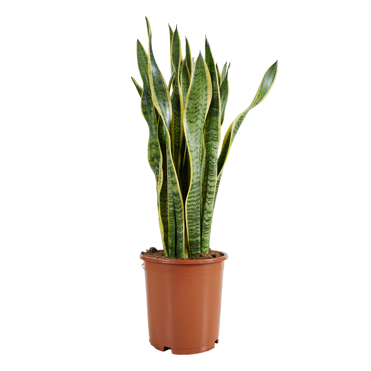 Sansevieria Laurentii Xl – Plante D'Intérieur