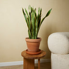 Sansevieria Laurentii Xl – Plante D'Intérieur
