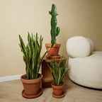 Sansevieria Laurentii Xl – Plante D'Intérieur