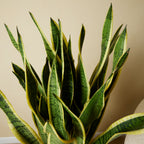 Sansevieria Laurentii Xl – Plante D'Intérieur