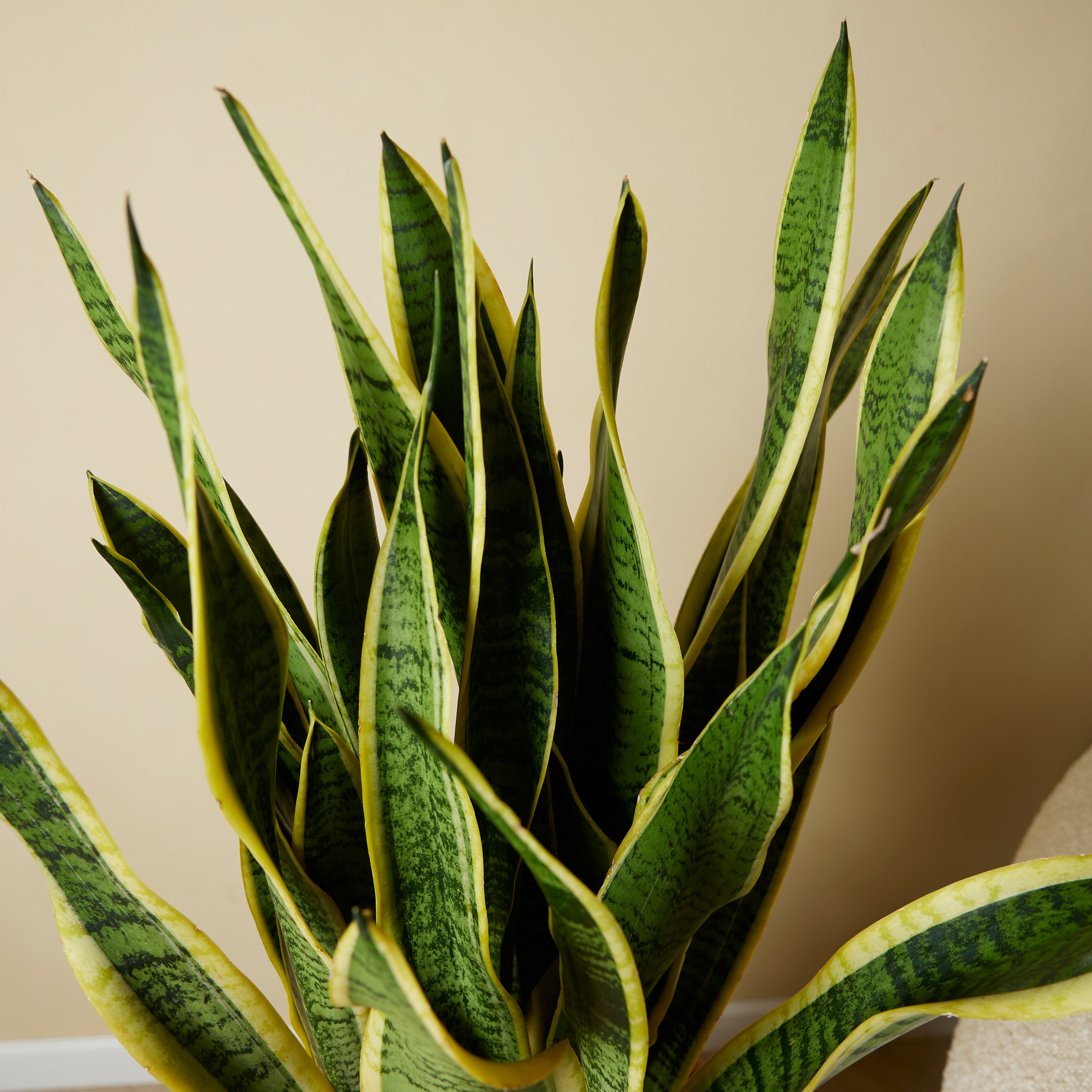 Sansevieria Laurentii Xl – Plante D'Intérieur