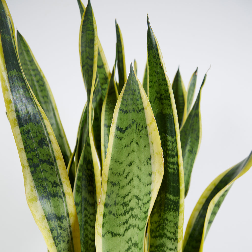 Sansevieria Laurentii Xl – Plante D'Intérieur