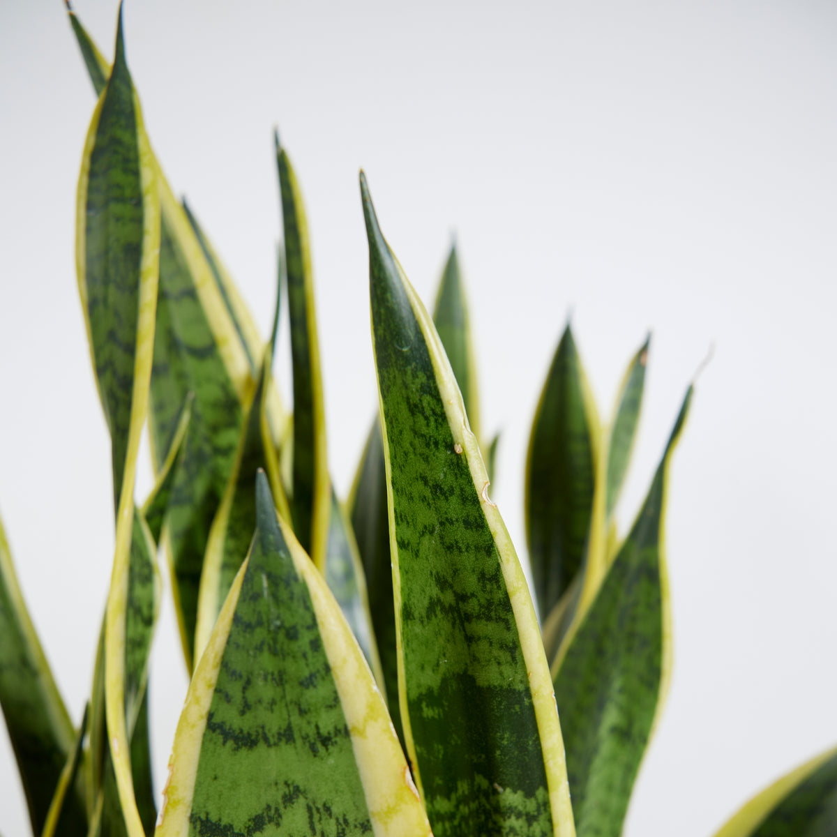 Sansevieria Laurentii Xl – Plante D'Intérieur