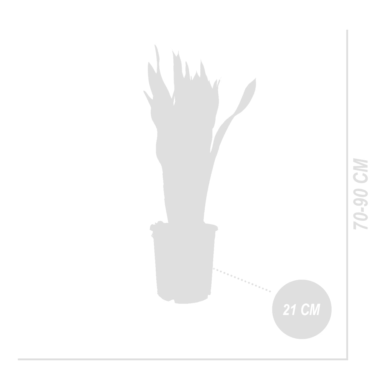 Sansevieria Laurentii Xl – Plante D'Intérieur