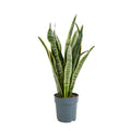 Sansevieria Laurentii – Indoor Plant