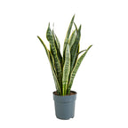 Sansevieria Laurentii – Indoor Plant