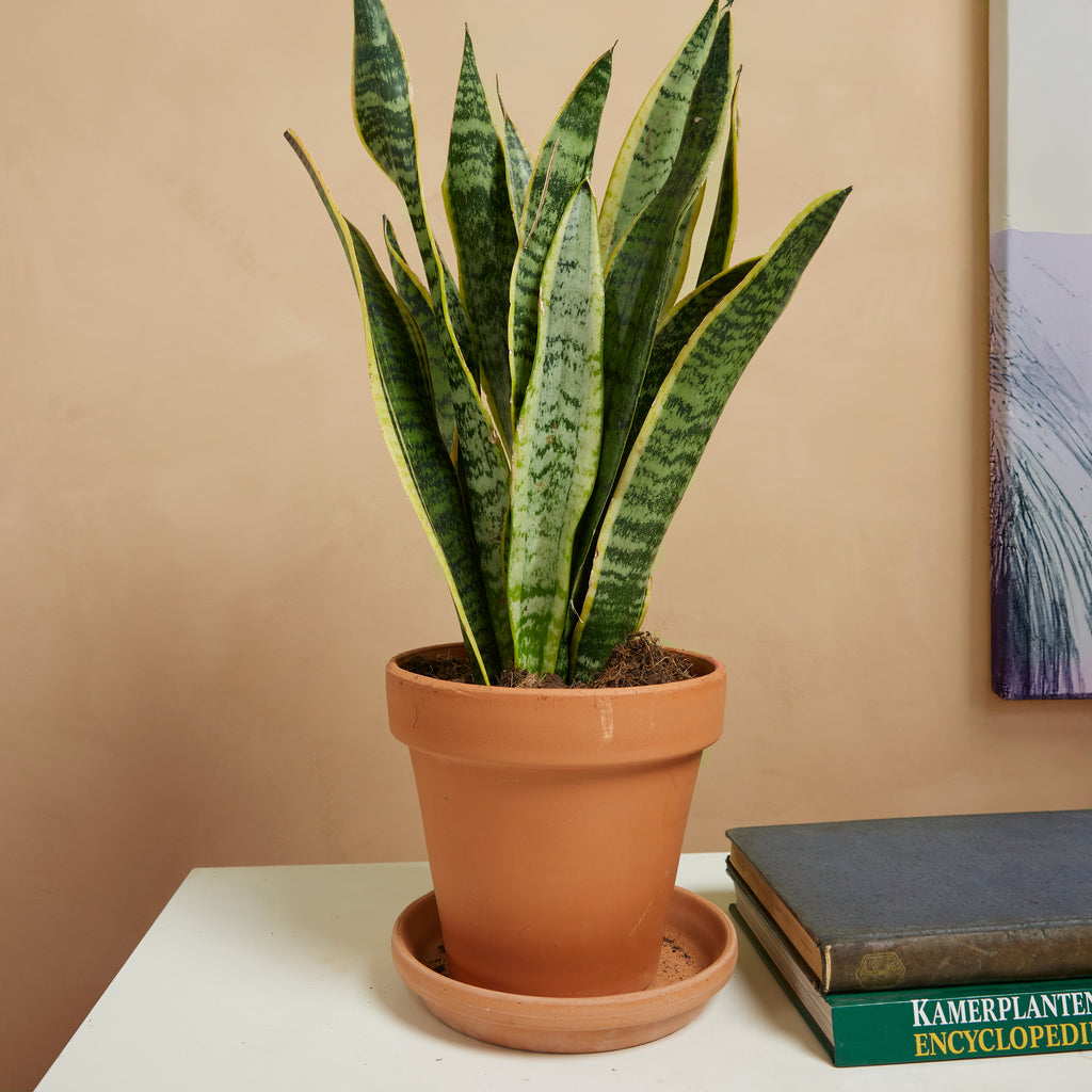 Sansevieria Laurentii – Indoor Plant