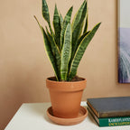 Sansevieria Laurentii – Indoor Plant