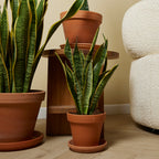 Sansevieria Laurentii – Indoor Plant