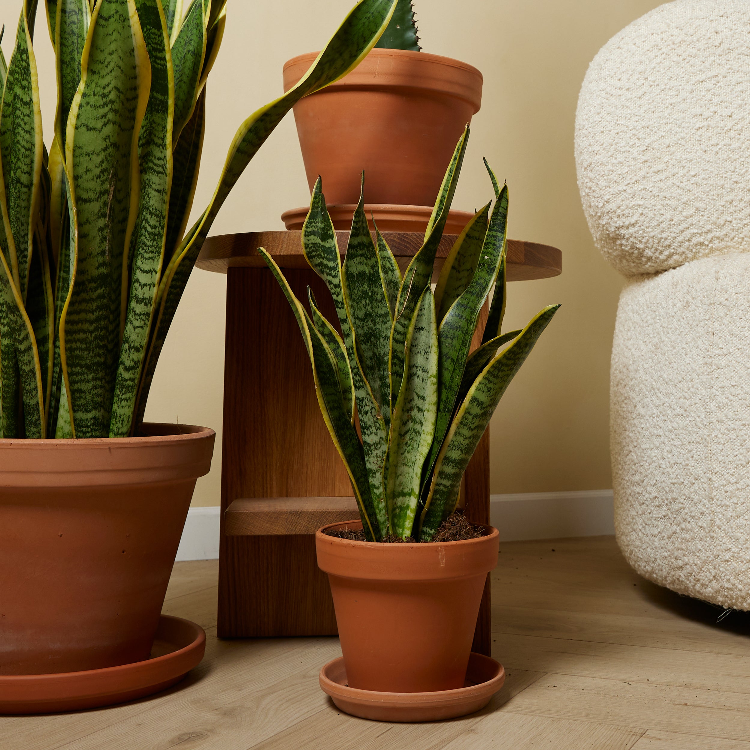 Sansevieria Laurentii – Indoor Plant