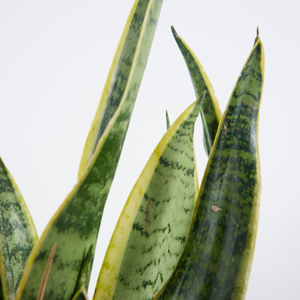 Sansevieria Laurentii – Indoor Plant
