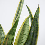 Sansevieria Laurentii – Indoor Plant