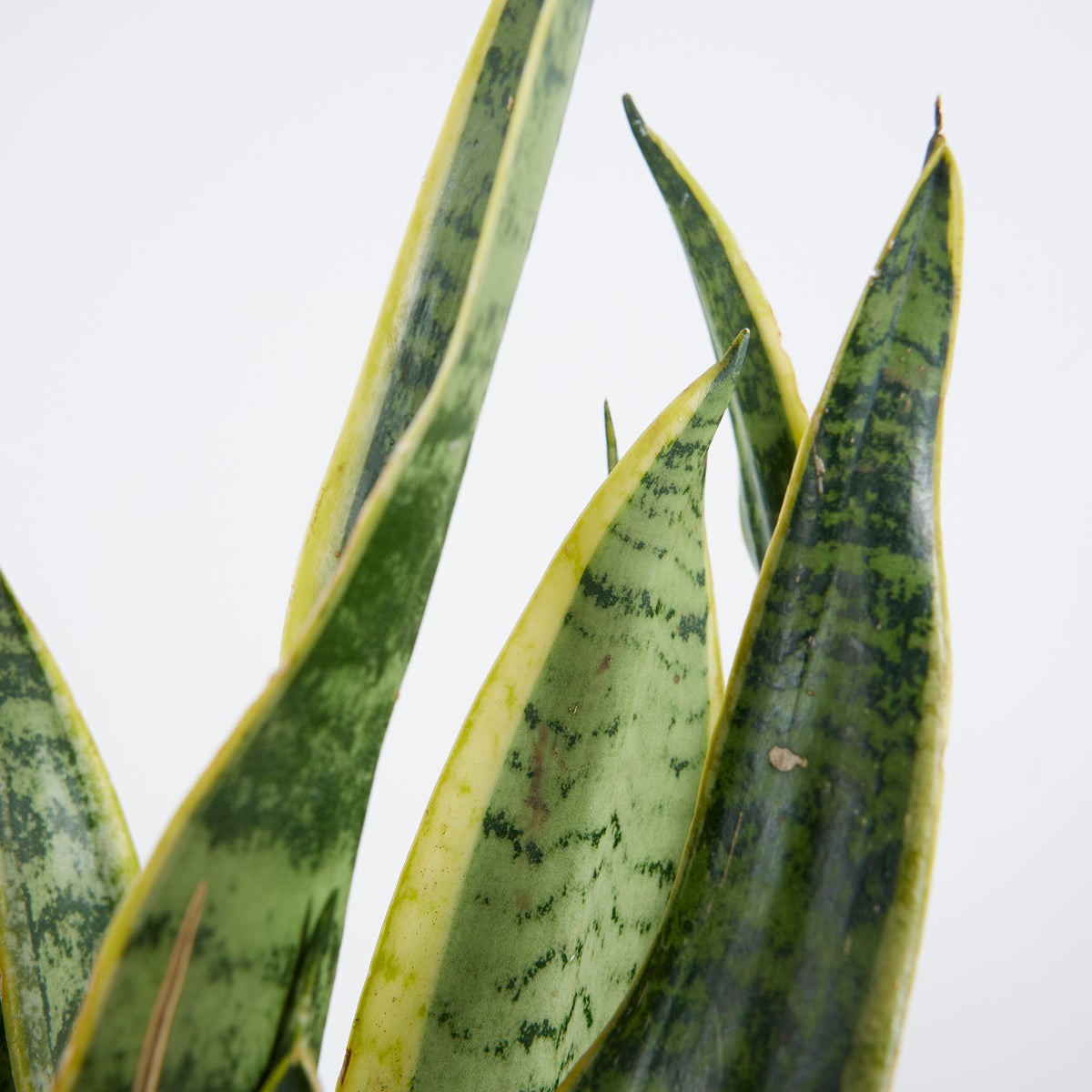 Sansevieria Laurentii – Indoor Plant