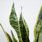 Sansevieria Laurentii – Indoor Plant
