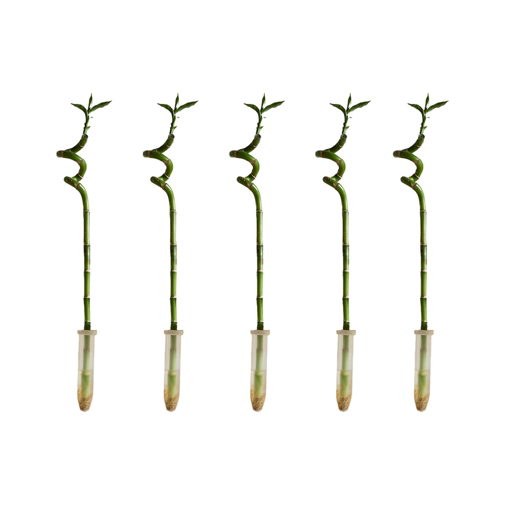 Lot De 5 Dracaena Sanderiana – Plante D'Intérieur