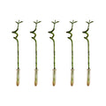 Lot De 5 Dracaena Sanderiana – Plante D'Intérieur