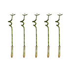 Lot De 5 Dracaena Sanderiana – Plante D'Intérieur