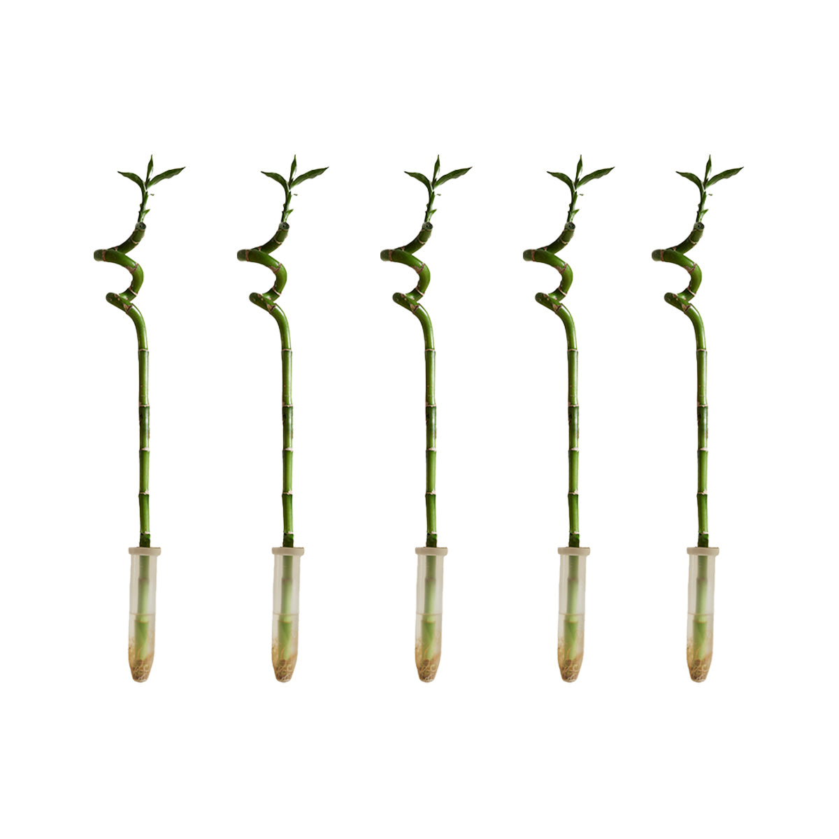 Lot De 5 Dracaena Sanderiana – Plante D'Intérieur