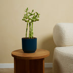 Lot De 5 Dracaena Sanderiana – Plante D'Intérieur