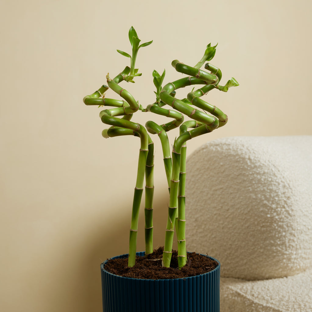 Lot De 5 Dracaena Sanderiana – Plante D'Intérieur