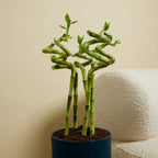 Lot De 5 Dracaena Sanderiana – Plante D'Intérieur