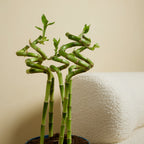 Lot De 5 Dracaena Sanderiana – Plante D'Intérieur