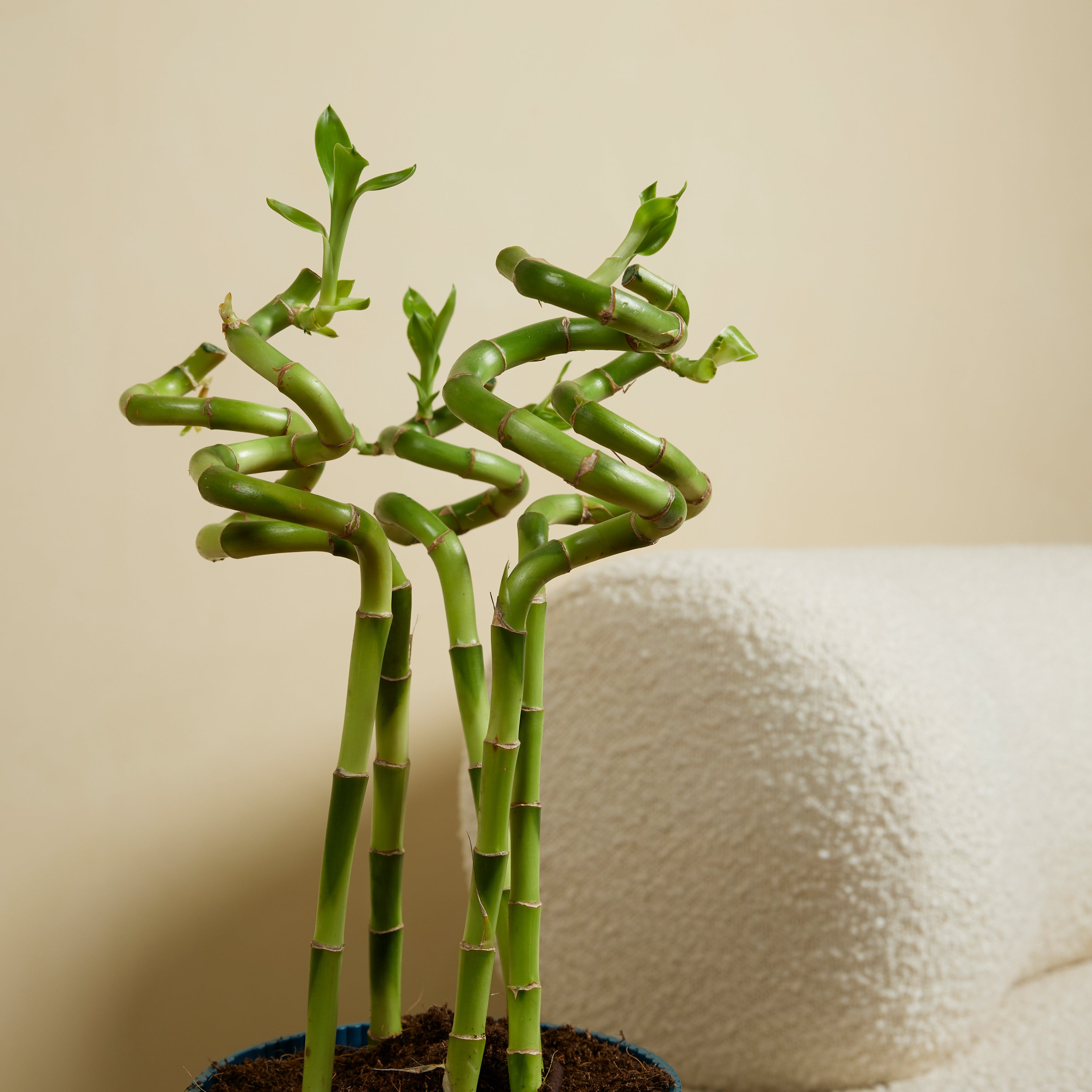 Lot De 5 Dracaena Sanderiana – Plante D'Intérieur