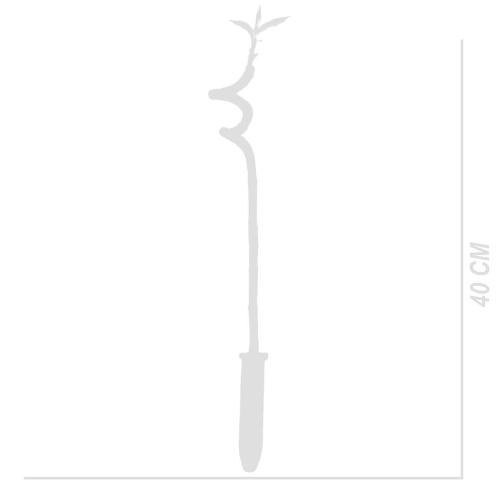 Lot De 5 Dracaena Sanderiana – Plante D'Intérieur
