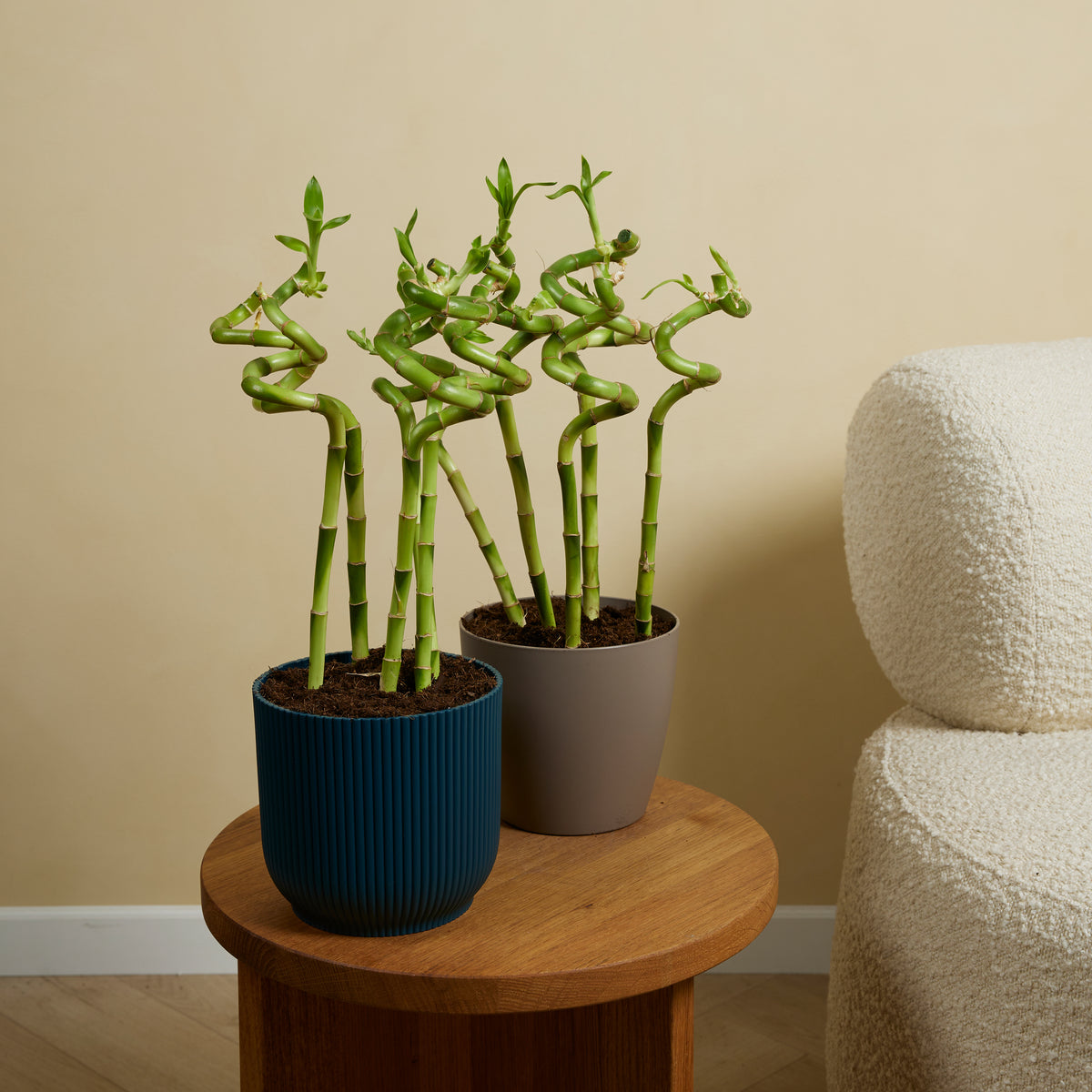 Lot De 5 Dracaena Sanderiana – Plante D'Intérieur