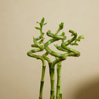 Lot De 5 Dracaena Sanderiana – Plante D'Intérieur