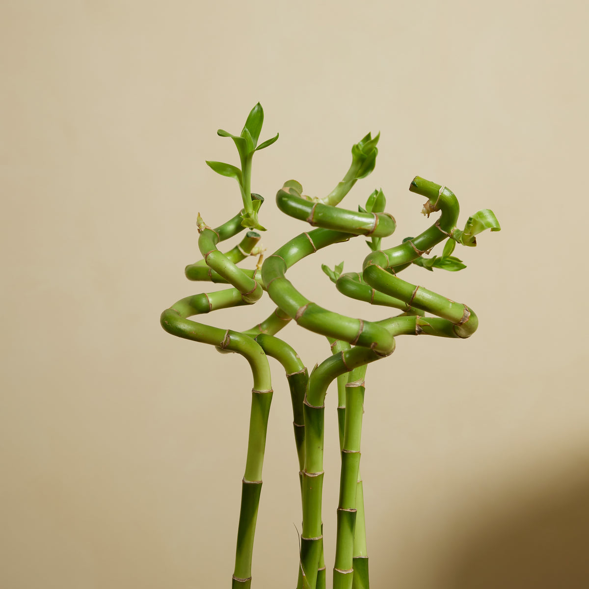 Lot De 5 Dracaena Sanderiana – Plante D'Intérieur