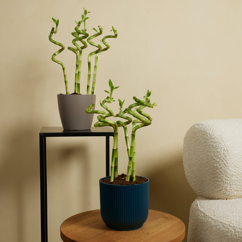 Lot De 5 Dracaena Sanderiana – Plante D'Intérieur