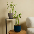 Lot De 5 Dracaena Sanderiana – Plante D'Intérieur