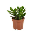 Crassula Ovata – Plante D'Intérieur