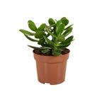 Crassula Ovata – Plante D'Intérieur