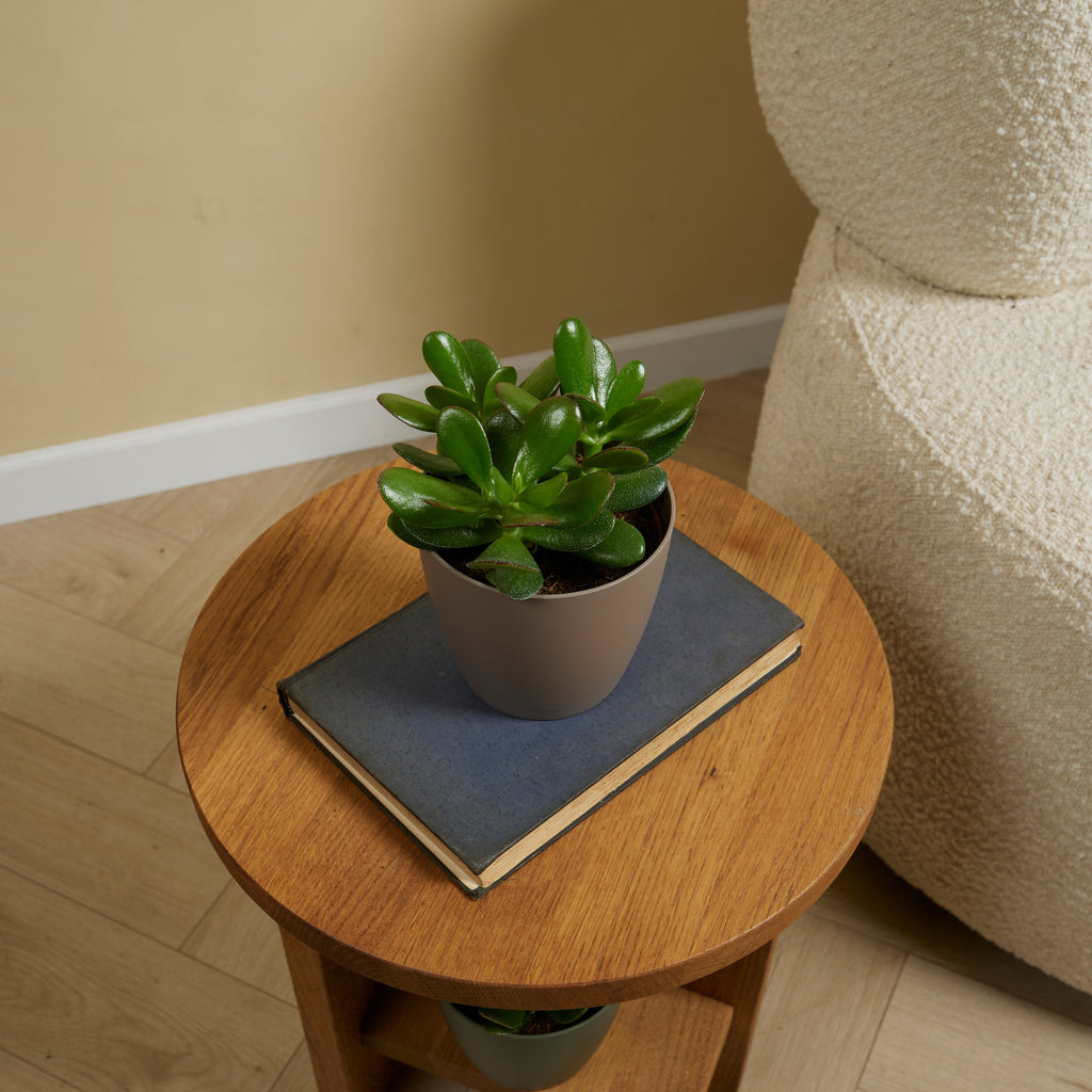 Crassula Ovata – Plante D'Intérieur