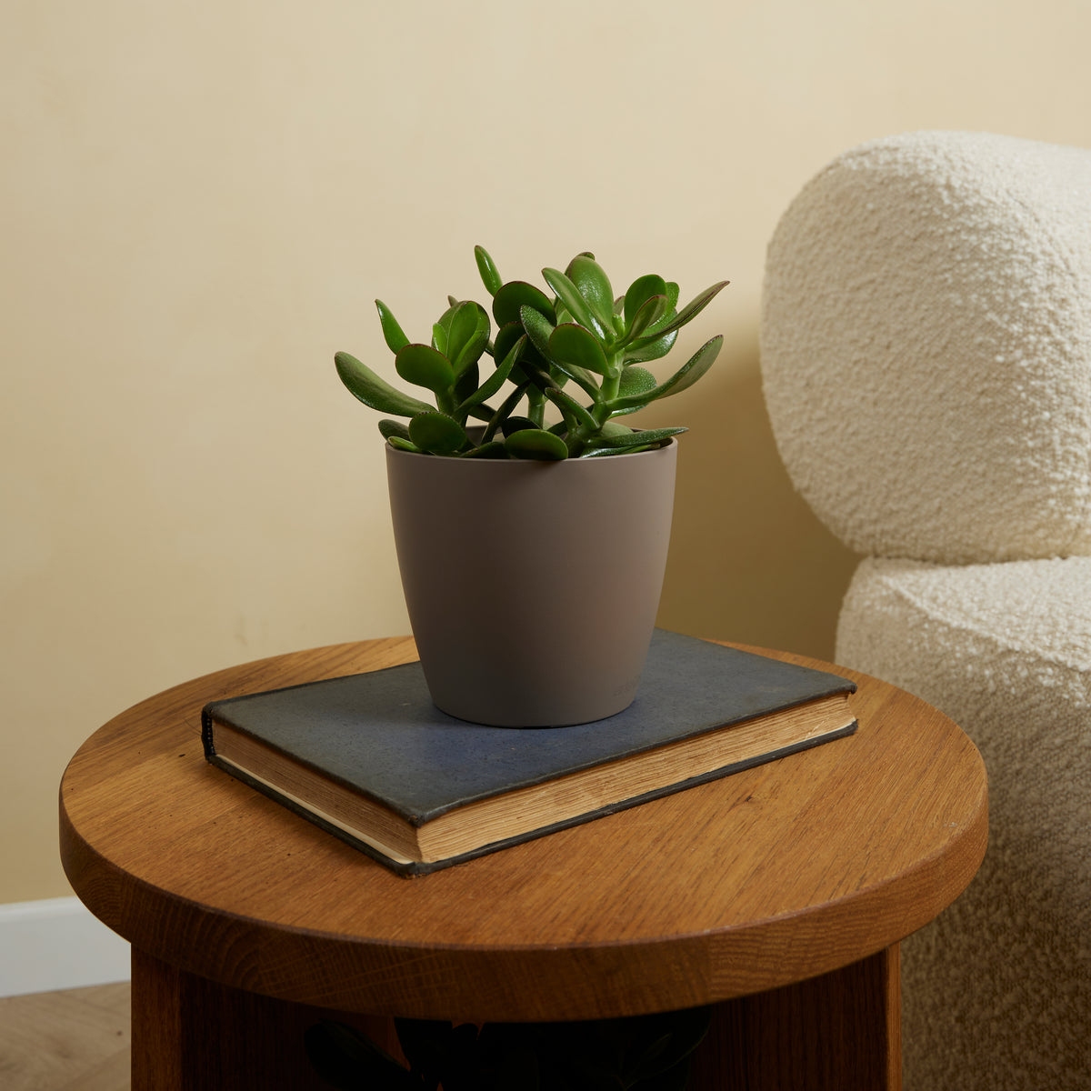 Crassula Ovata – Plante D'Intérieur