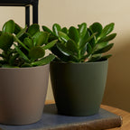 Crassula Ovata – Plante D'Intérieur