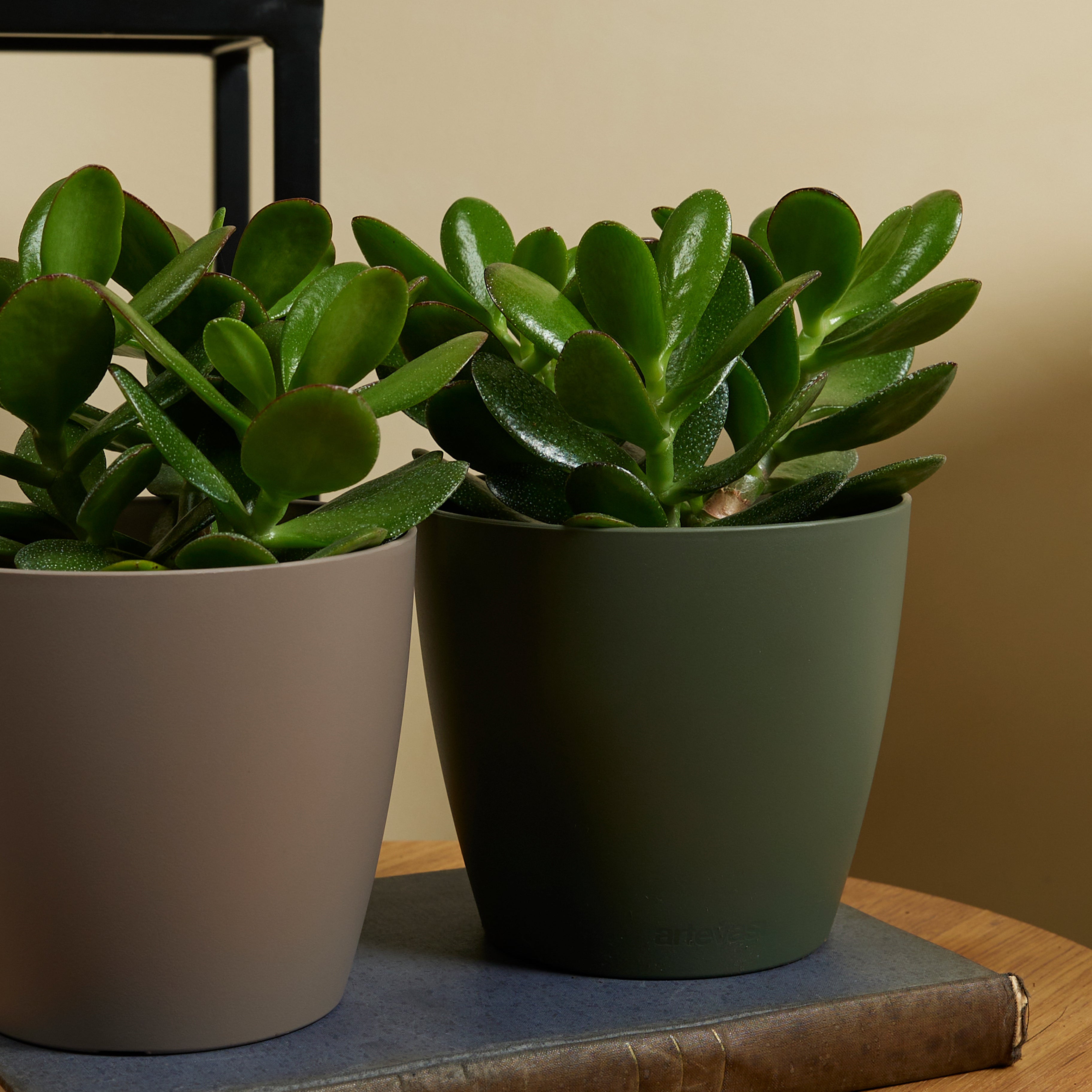 Crassula Ovata – Plante D'Intérieur