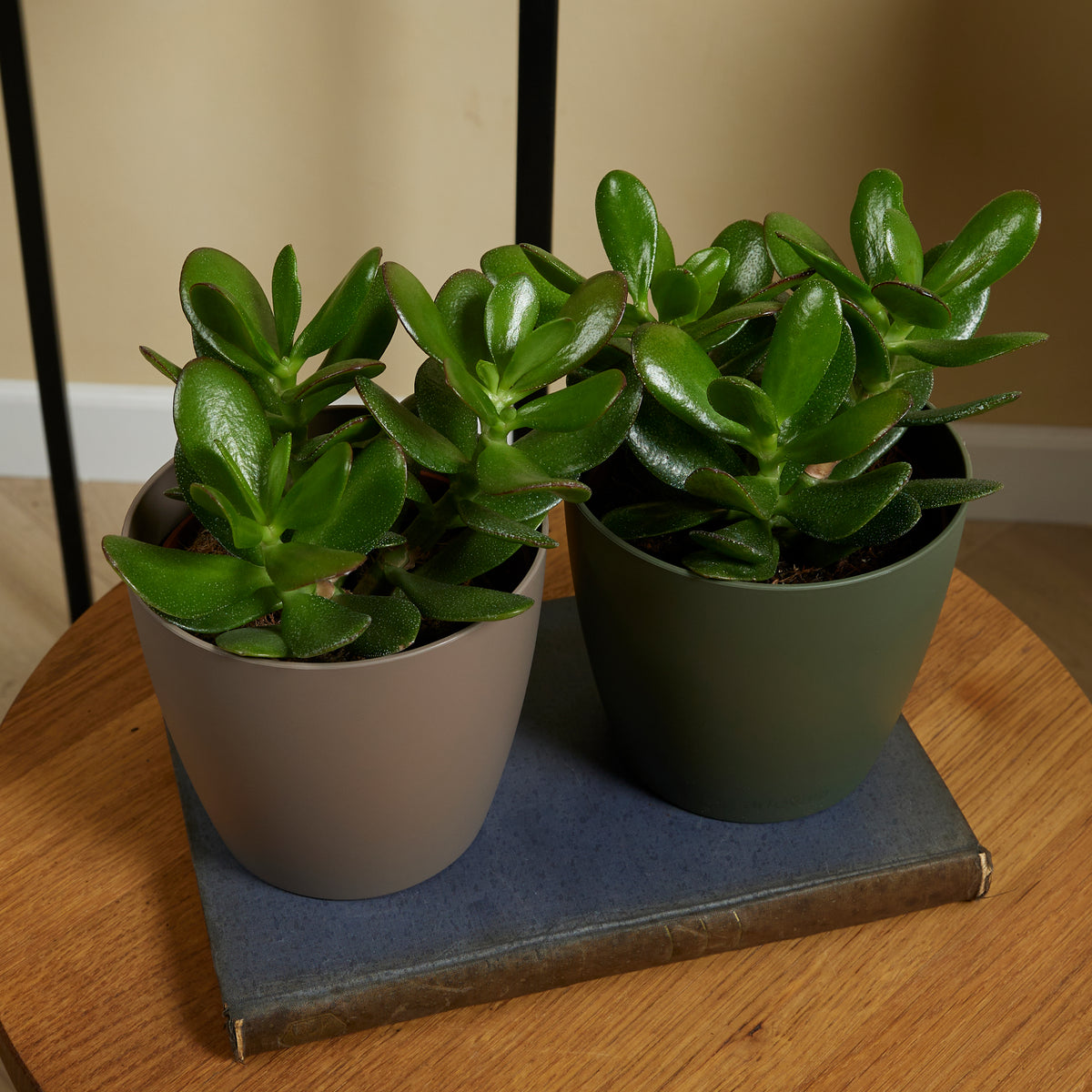 Crassula Ovata – Plante D'Intérieur
