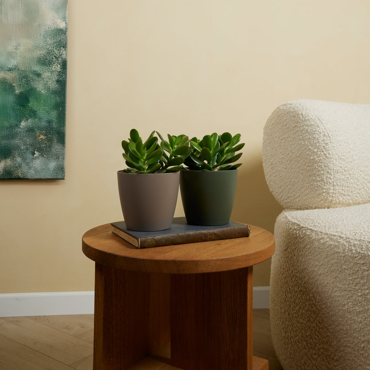 Crassula Ovata – Plante D'Intérieur
