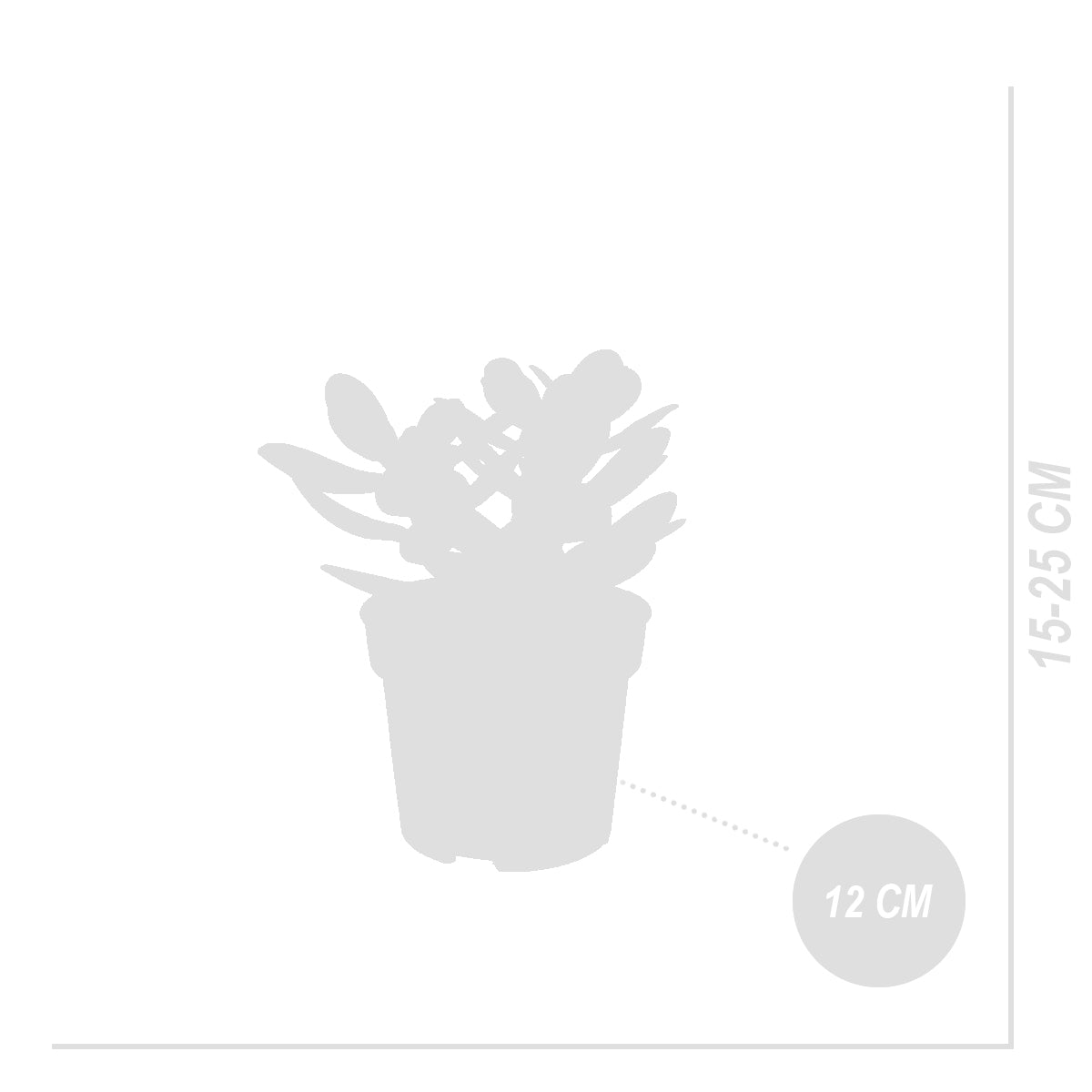 Crassula Ovata – Plante D'Intérieur